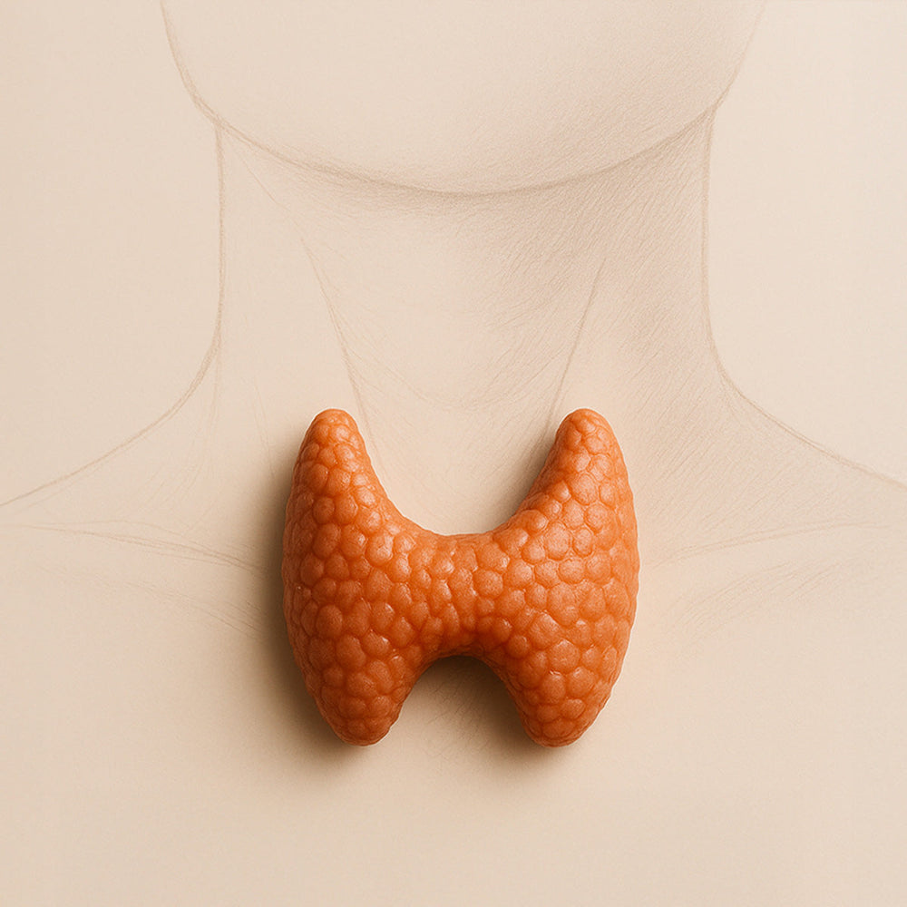 Metabolismo lento e tiroide: 5 segnali da non ignorare e il supporto del Thyroid Support Pack